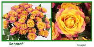 ROSE BR. SONORA 50